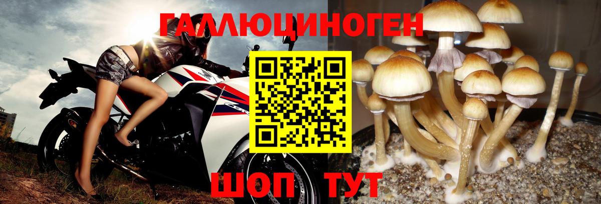Черкесск  Псилоцибиновые грибы Magic Shrooms  Псилоцибиновые грибы Magic Shrooms  Вход с VPN 